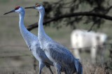 24th Sandhill Crane Festival Scheduled for January 17-18, 2015