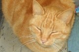 Abby is a Spayed 3-Year-Old Female Cat Abby is a Spayed 3-Year-Old Female Cat
