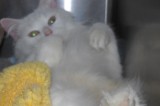 Daphne is a 7-Month-Old Female Cat Daphne is a 7-Month-Old Female Cat