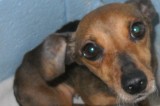 Minnie is a 7-Year-Old Dachshund Mix