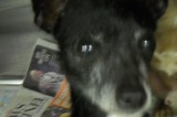 Precious is an 11-Year-Old Female Italian Greyhound/Chihuahua Precious is an 11-Year-Old Female Italian Greyhound/Chihuahua