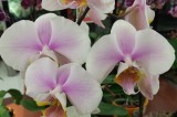 UT Gardens February 2015 Plant of the Month: Supermarket Orchid UT Gardens February 2015 Plant of the Month: Supermarket Orchid