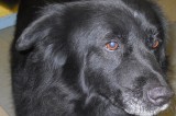 Dixie is a 6-Year-Old Spayed Female Retriever Mix Dixie is a 6-Year-Old Spayed Female Retriever Mix