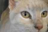 Marilyn is a 4-Year-Old Spayed Female Cat Marilyn is a 4-Year-Old Spayed Female Cat