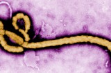 Biodefense Panel Expresses Grave Concerns Over Findings at Nation’s Research Labs Biodefense Panel Expresses Grave Concerns Over Findings at Nation’s Research Labs