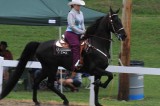 40th Annual Chestnut Hill Charity Horse Show