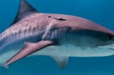 Shark bites tied for 10-year low in 2022 but spiked in regional hotspots Shark bites tied for 10-year low in 2022 but spiked in regional hotspots