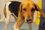 Patty is a Four-Month-Old Female Hound Mix