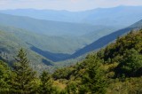 Tackling Kudzu in East Tennessee