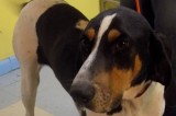 Balboa is a 4-Year-Old Male Hound Mix