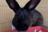 Charo is a Male Dutch Mix Bunny