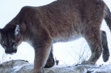 TWRA Receives Photo of What Appears to Be Cougar in West Tennessee