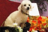 Igor is a 9-Year-Old Neutered Male Poodle Igor is a 9-Year-Old Neutered Male Poodle