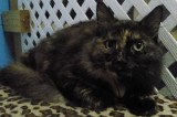 Moo Moo is a 2-Year-Old Spayed Female Cat