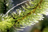 A Visit to a Christmas Tree Farm is Fun Naturally!