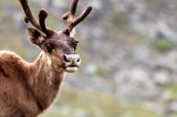 Could Rudolph and Friends Help to Slow Down Our Warming Climate?
