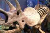 Triceratops Gets a Cousin; Researchers Identify Another Horned Dinosaur Species
