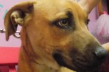 Bay is an 8-Month-Old Spayed Female Boxer/Pit Mix