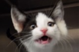 Myrtle is a 5-Month-Old Spayed Female Cat Myrtle is a 5-Month-Old Spayed Female Cat