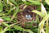 Wild Bird Eggstravaganza at the UT Gardens