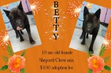 Betty is a 10-Month-Old Female Shepard/Chow Mix