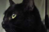 Teresa is a 4-Year-Old Female Cat Teresa is a 4-Year-Old Female Cat