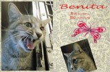 Benita is a 18-Month-Old Female Cat