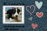 Kiara is a 7-Month-Old Female Beagle Mix