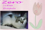 Zero is a 2-Year-Old Male Cat