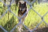 Local Sanctuary Provides Safe Haven to Wolf-Dogs