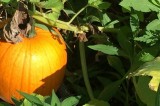 The Great Gourd Search: Tips to Pick Your Perfect Pumpkin
