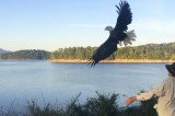 Bald Eagle Returned to the Wild on South Holston Lake