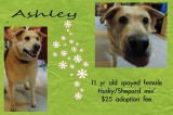 Ashley is an 11-Year-Old Spayed Female Husky/Shepherd Mix