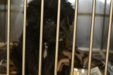 Humane Society Seeks Funding Humane Society Seeks Funding