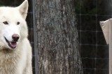 Wolf Paws Sanctuary Holds 2nd Annual WolfStock