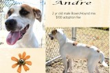 Andre is a 2-Year-Old Male Boxer/Hound Mix