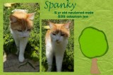Spanky is a 5-Year-Old Neutered Male Cat