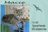 Macie is a 1-Year-Old Spayed Female Cat