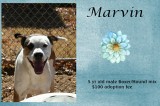 Marvin is a 5-Year-Old Male Boxer/Hound Mix