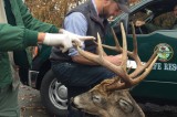 A Big Buck Amounts to Big Bucks in Restitution in Jefferson County Deer Case