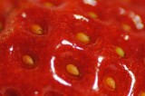 Strawberries in March? It’s Happening in Tennessee Strawberries in March? It’s Happening in Tennessee