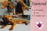 Diamond is a 4-Year-Old Female Pit Mix