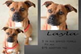Layla is a 3-Year-Old Spayed Female Pit Mix