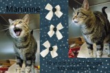 Marianne is a 10-Year-Old Female Spayed Cat