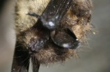 Bats Invade Hornet’s Nest – Bat Infestation Causing Problems For Maury Middle School