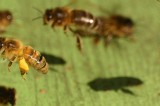 To Save Honey Bees, Human Behavior Must Change