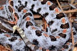 TWRA Conducts Research on Pygmy Rattlesnakes