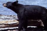 Black Bear Sightings In Jefferson County