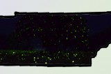 Park Announces Synchronous Firefly Viewing Dates Park Announces Synchronous Firefly Viewing Dates