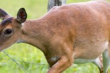 HEMORRHAGIC DISEASE IN WHITE-TAILED DEER CONFIRMED IN EIGHT COUNTIES HEMORRHAGIC DISEASE IN WHITE-TAILED DEER CONFIRMED IN EIGHT COUNTIES